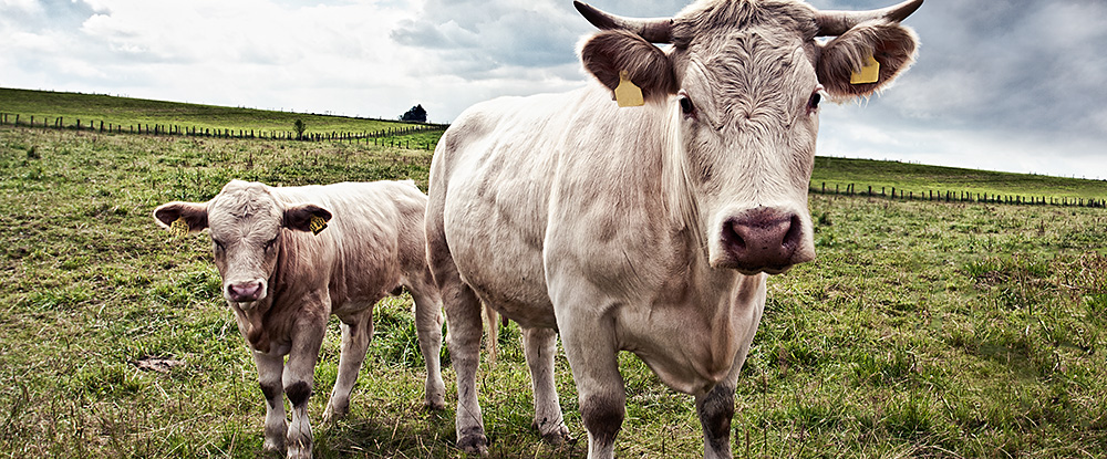 Wir sind keine Consultans