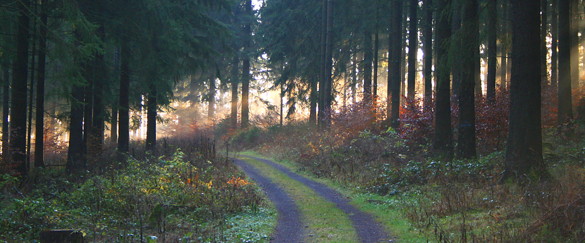 Waldweg im Sauerland